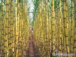 fresh sugar cane