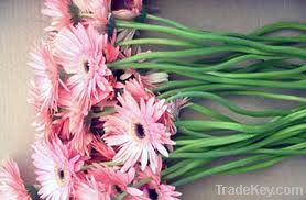 Gerbera Flower | Fresh Cut Flowers