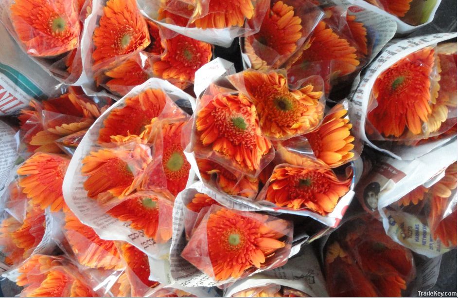 Gerbera Flower | Fresh Cut Flowers