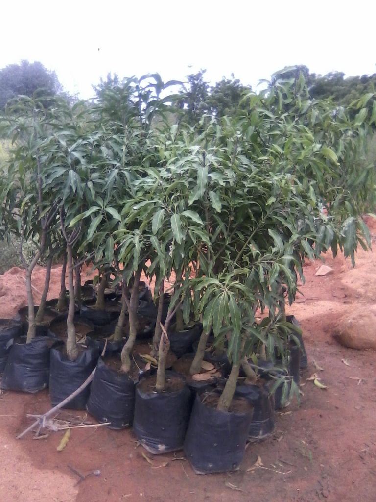 Mango Plant & Trees