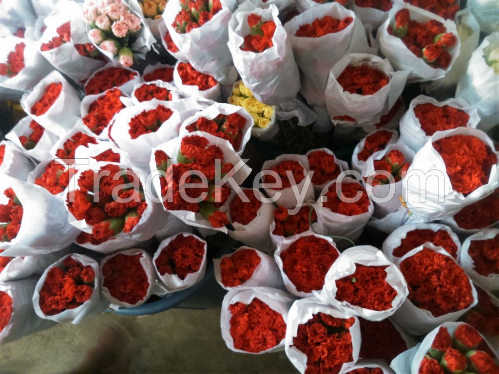 Fresh Carnation Flower 