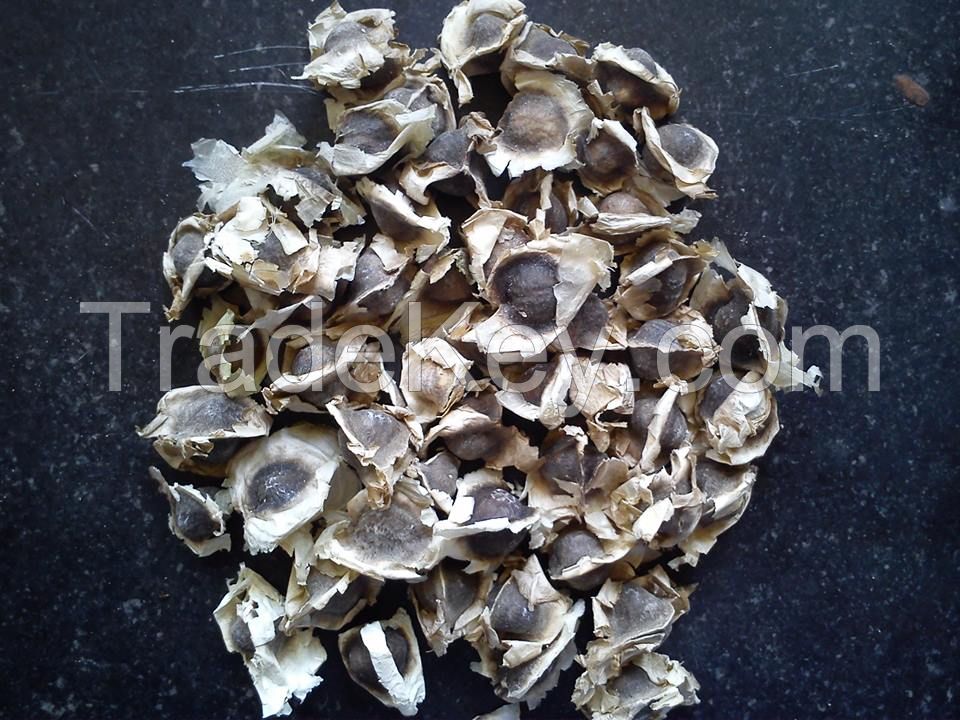 Moringa Oleifera Seed (Drumstick Seed)