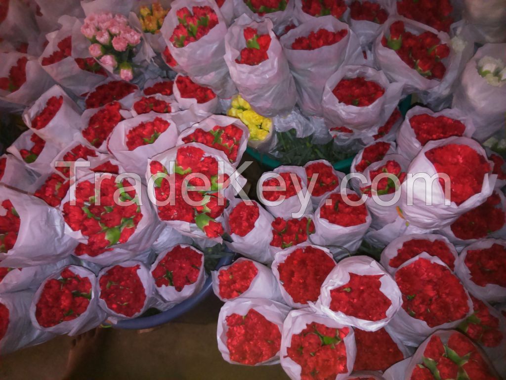 Fresh Carnation Flower 