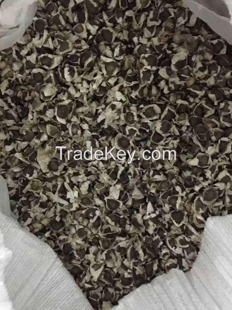 Moringa Oleifera Seed (Drumstick Seed)