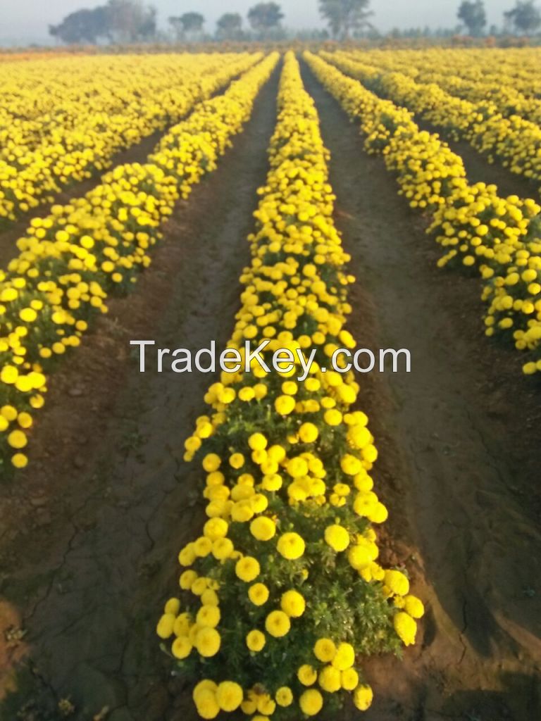 Marigold flower seed 