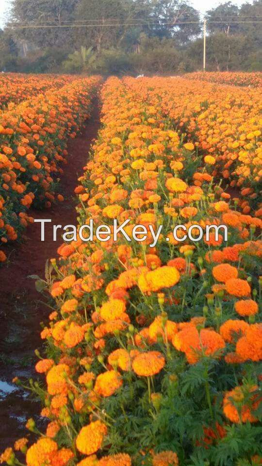 Marigold flower seed 