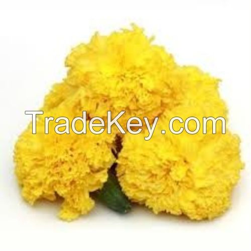 marigold hybrid flower seed