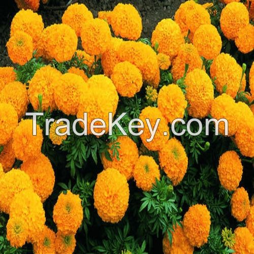 marigold hybrid flower seed