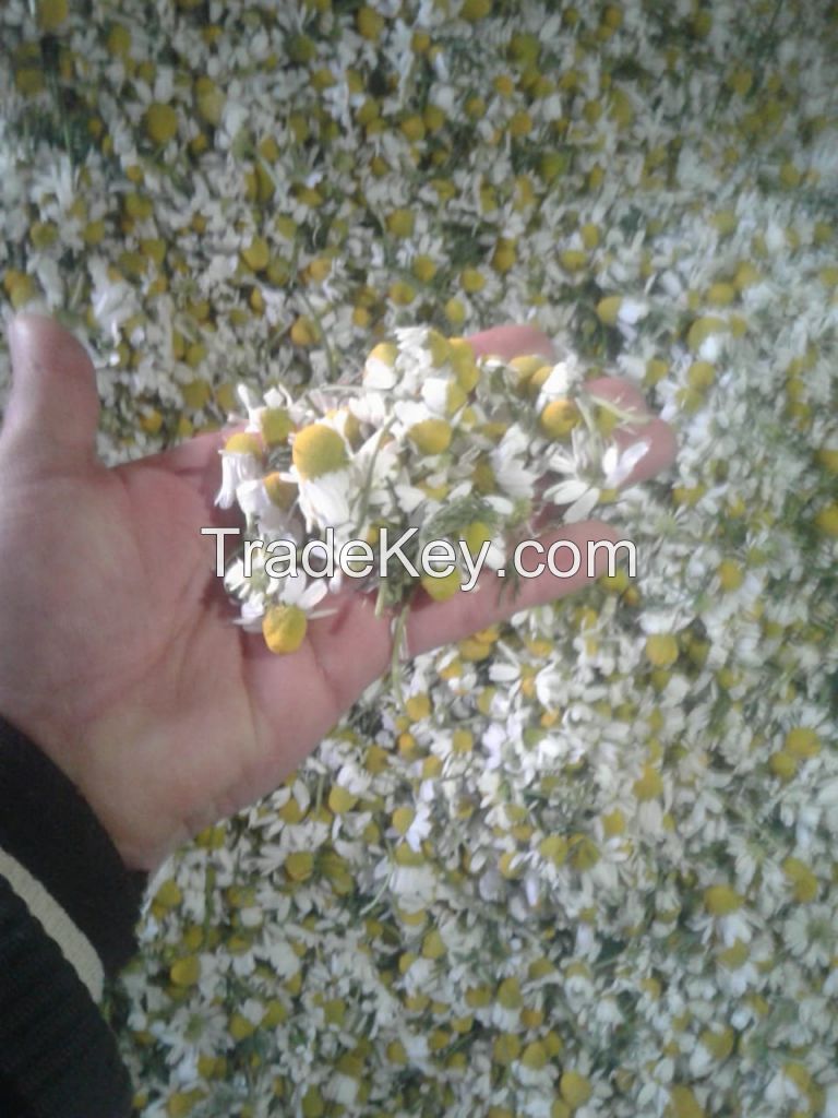 Chamomile Flowers