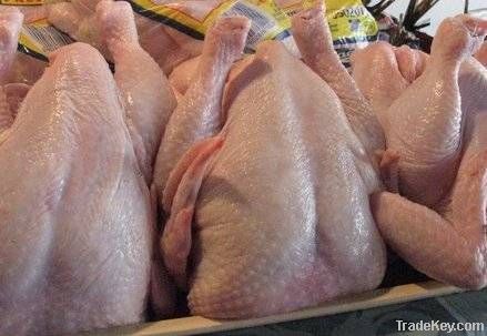 Halal whole frozen chicken and chicken feet