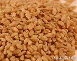 Wheat | Wheat exporter | Wheat distributor | Wheat wholesaler | Wheat supplier | Wheat importer |  Wheat |Wheat for sale | long grain Wheat exporter | buy Wheat online | Wheat for sale |  Wheat exporter | Wheat wholesaler | long grain Wheat buyer |  Wheat