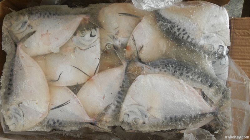 frozen whole round moonfish