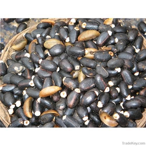 Jatropha Seeds