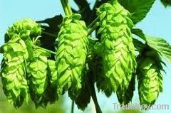 Hop extract
