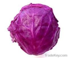 Red Cabbage Colour