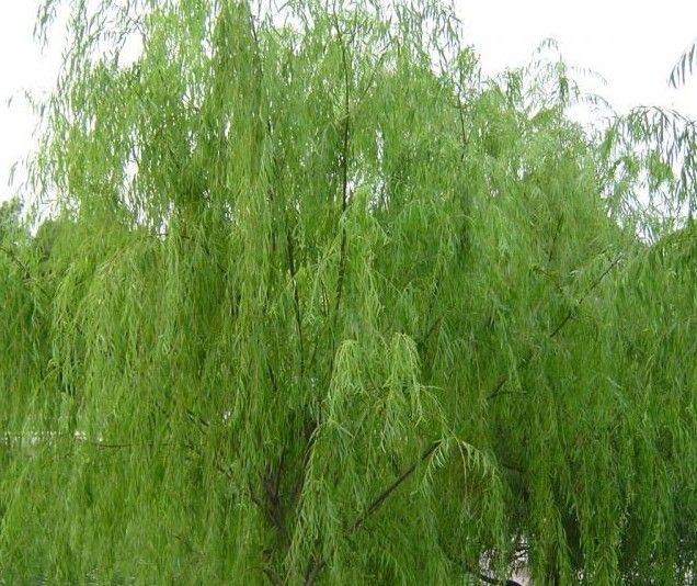 White Willow Bark powder