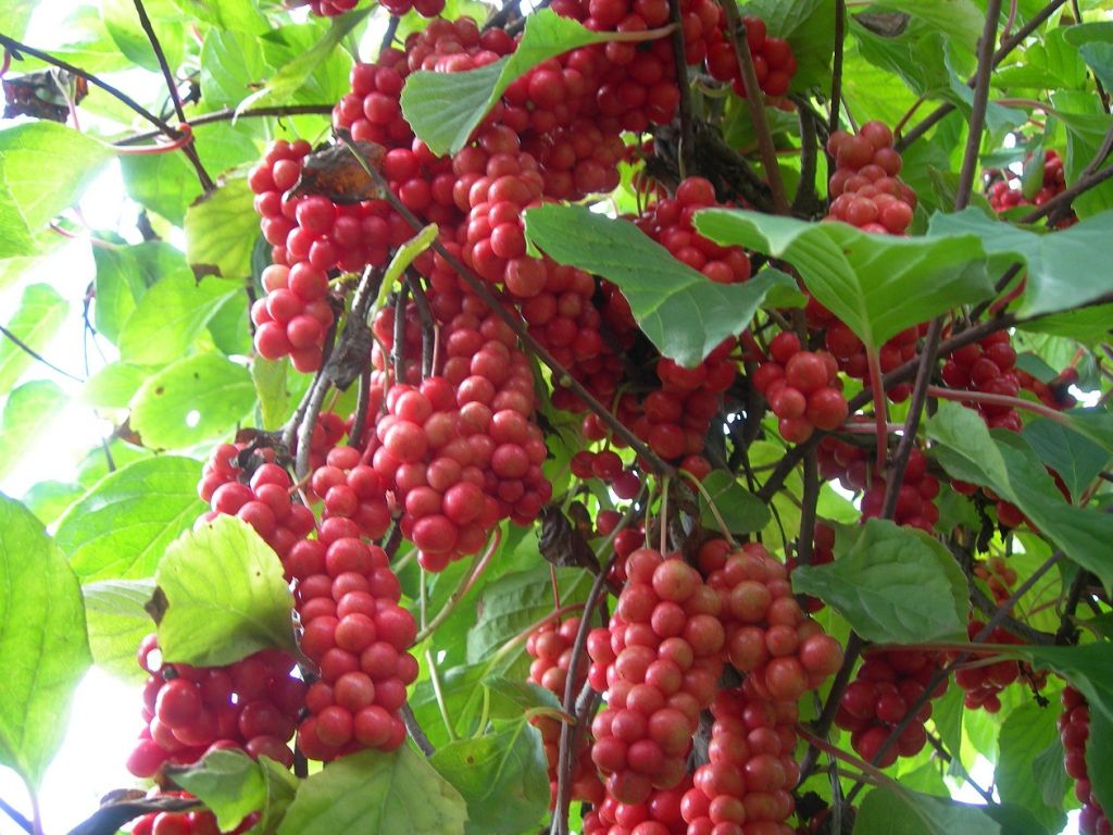 Schisandra incarnata extract