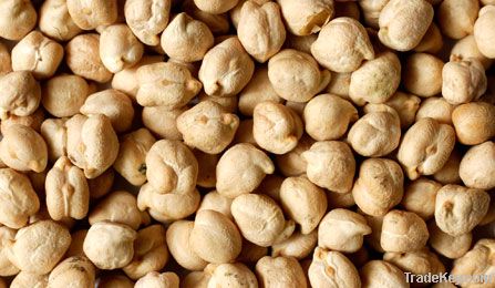 Spanish Chickpea,chickpeas suppliers,chick pea exporters,chickpea traders,kabuli chickpea buyers,desi chick peas wholesalers,low price chickpea,best buy chick peas,buy chickpea