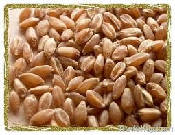Wheat Wholesaler