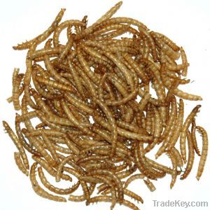 Premium Dried Mealworms for Your Pets