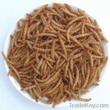 High Quality Dried Mealworms for Dogs Food
