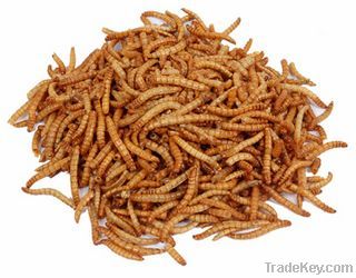 Premuim Dried Mealworms for Fish Bait