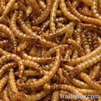 High Protein Food Dried Mealworms for Reptiles