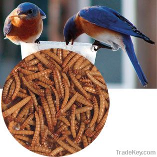 Nutritional Dried Mealworms for Your Wild Birds