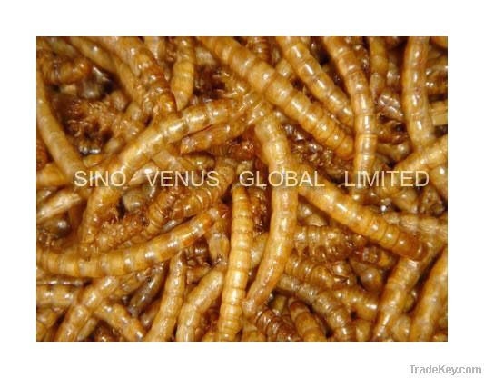 Wild Bird Food Dried Mealworms (SV-DM) Freeze Dried