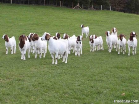 BOER GOATS