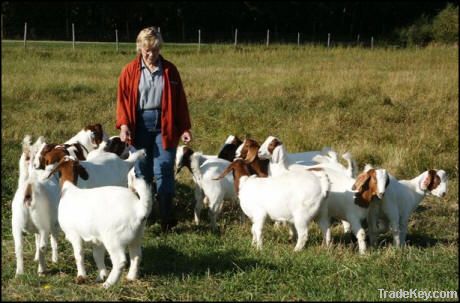 BOER GOATS