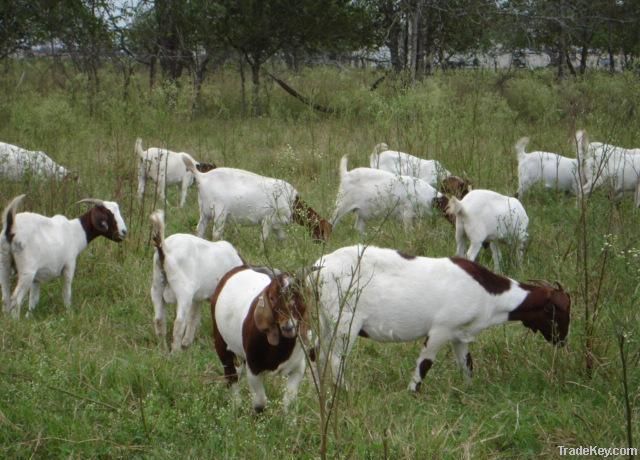 BOER GOATS