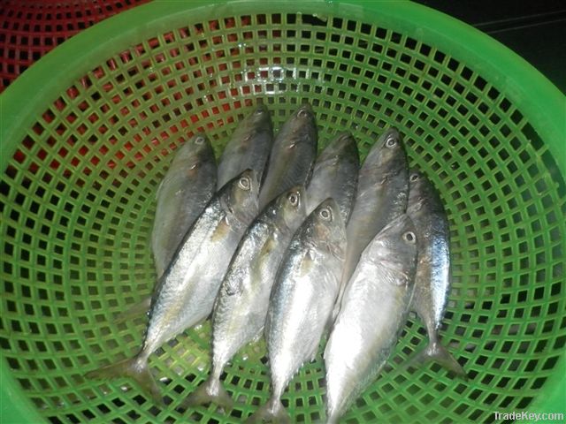 Frozen short bodied mackerel whole round for sales