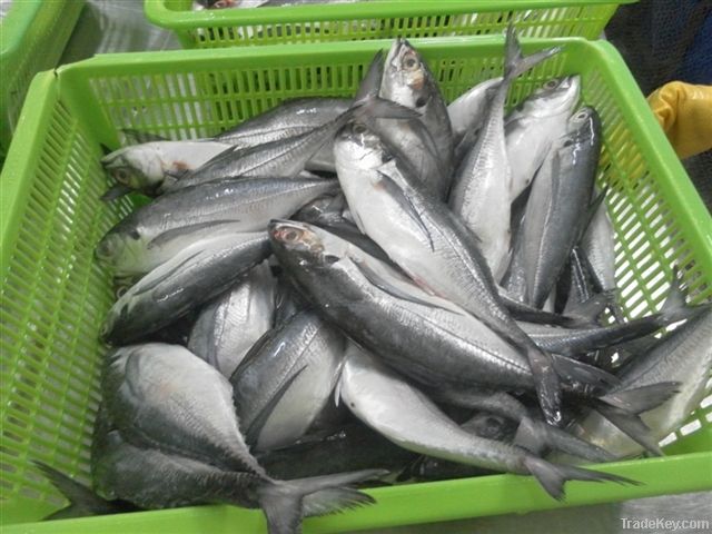 Frozen horse mackerel whole round for sales