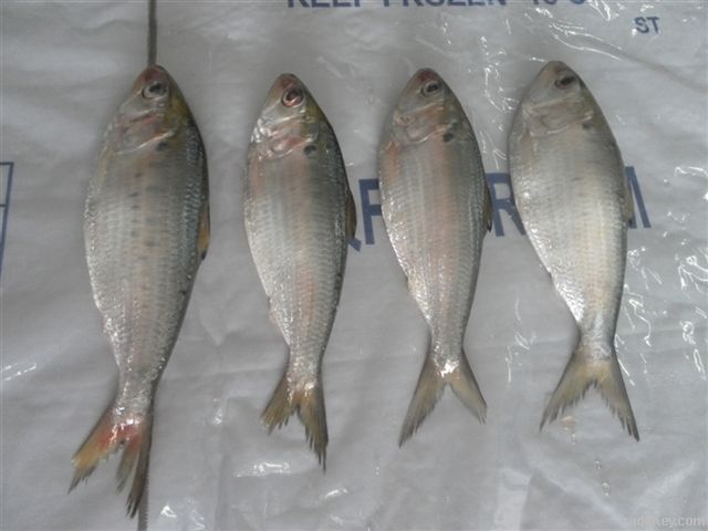 frozen shad, frozen shad Suppliers and Manufacturers at