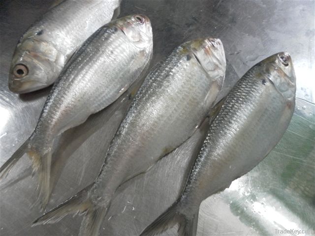 Frozen dotted gizzard shad fish whole round for sales