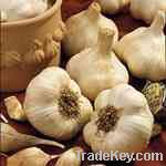 Fresh Garlic