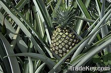 Fresh Pineapple Fruit