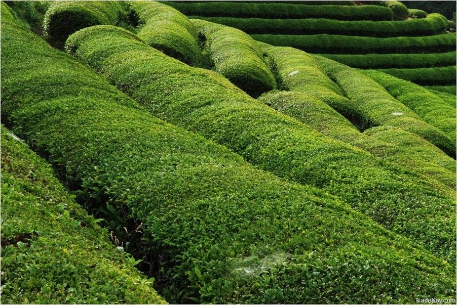 Green Tea Extract EGCG 95%