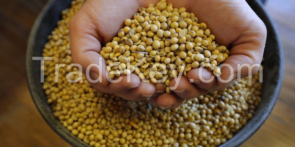 Soybean Grains