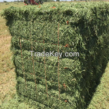 Alfalfa Hay Lucern Hay