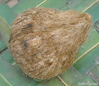 Semi husked coconut