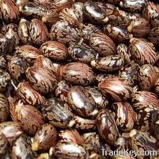 Castor seed