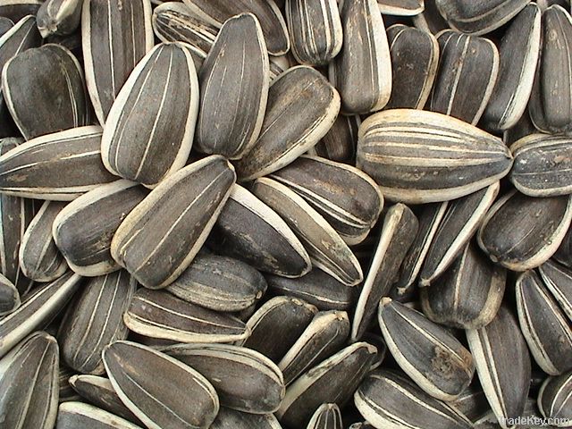 New Crop Sunflower Seeds Suppliers | Sunflower Seed Exporters, | Sunflower Black Seed  | Striped Black Seed | Flowers Seed | Sunflower Kernels