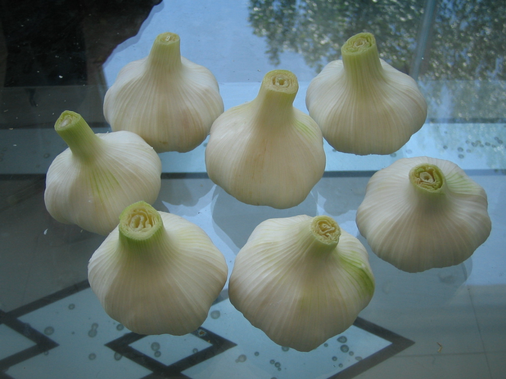 Fresh White Garlic in 2007 crop
