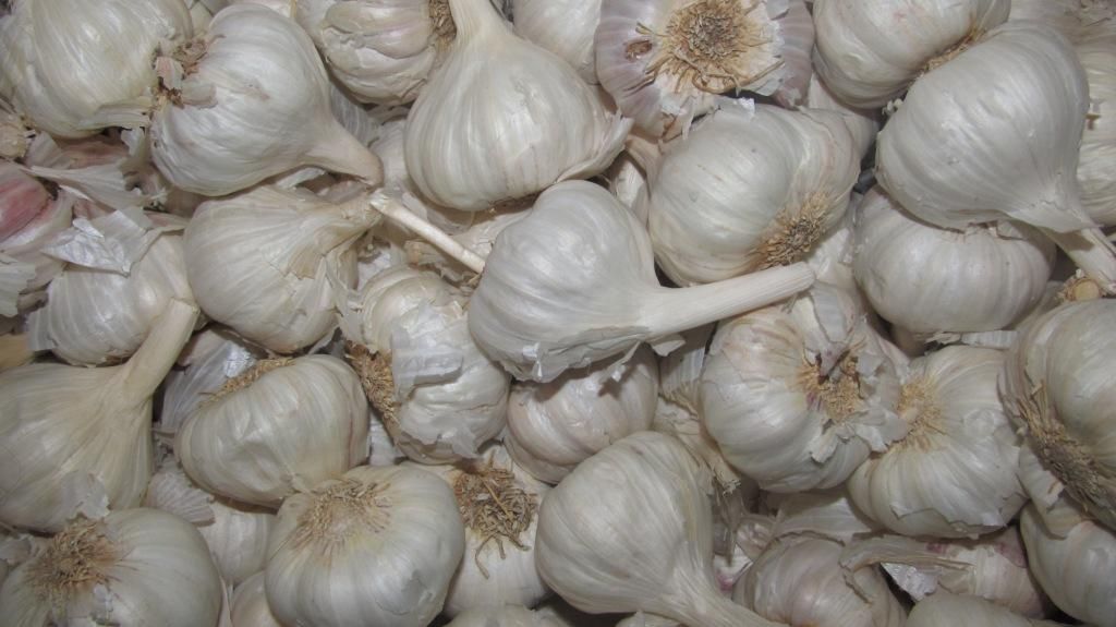 Garlic