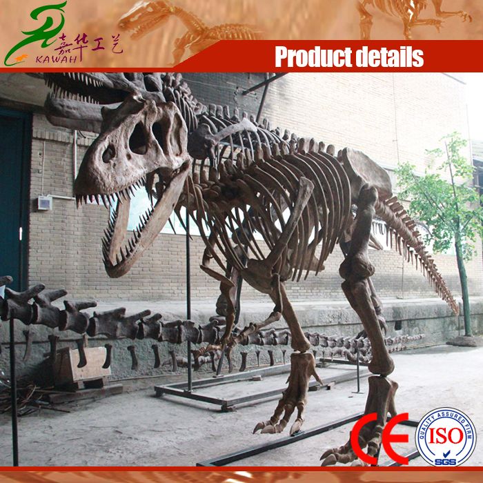 Life Size Dinosaur Skeleton