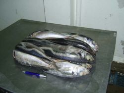 Jack Mackerel, frozen whole round