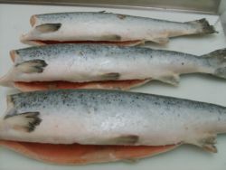 Atlantic Salmon Trout