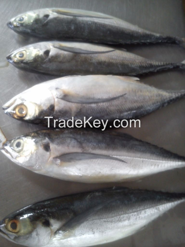 FROZEN HORSE MACKEREL